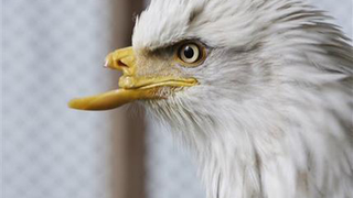 Eagle With Prosthetic Beak Will Be Better, Stronger, Faster